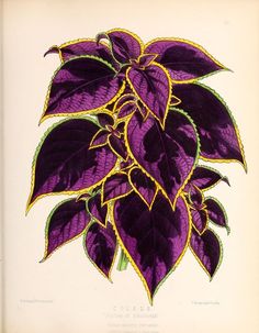 an illustration of a purple plant with green leaves