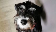 a black and white dog sitting on top of a wooden floor next to a wall