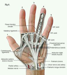 an image of the wrist and hand with labels