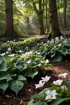 many white flowers are growing in the woods