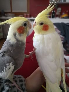 two parrots are standing next to each other on the arm of someone's hand