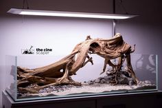 a large piece of driftwood is displayed in a glass case with the word the cine shop on it