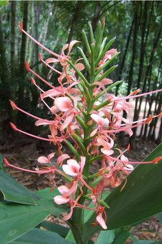 the pink flowers are blooming in the forest