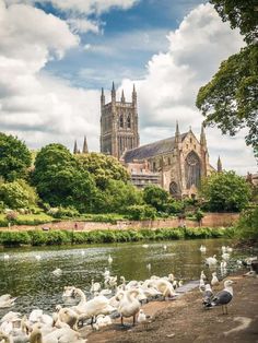 many white birds are on the bank of a river with a cathedral in the background