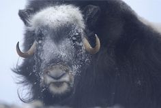 an animal with long horns standing in the snow