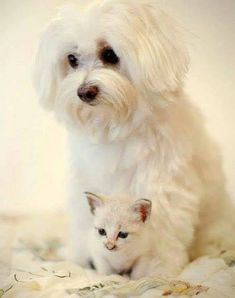 a small white dog and a cat on a bed