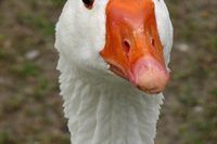 a close up view of a goose's head and neck with grass in the background