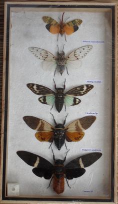 four different types of moths in a frame on the wall, all with their own name