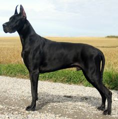 a large black dog standing on top of a gravel road