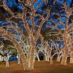 lighted trees in a park at night