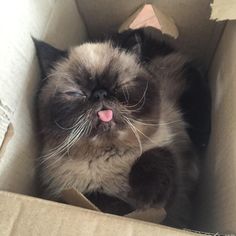 a cat laying in a cardboard box with its tongue hanging out