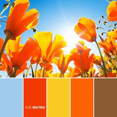 the sun shines brightly through orange and yellow flowers in this color palette with blue sky