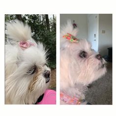 two pictures of a small white dog with a bow on it's head