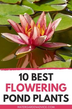 the top 10 best flowering pond plants to grow in your backyard or garden, including water lilies and lily pads