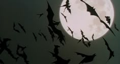 bats flying in front of a full moon