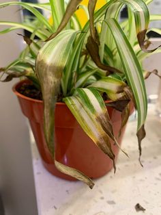 a potted plant sitting on top of a counter