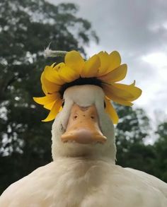 a close up of a duck with a flower on it's head and trees in the background