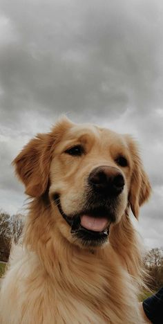 a large brown dog sitting on top of a field next to a person's hand