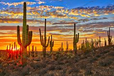 the sun is setting behind some cactus trees in the desert with many cacti