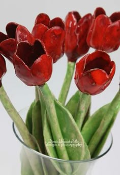 red tulips are in a glass vase with green beans on the bottom and stems