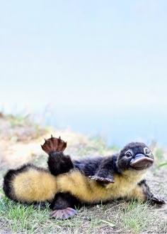 a baby bird sitting on the ground with it's feet up in the air