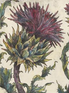 a drawing of a thistle plant with purple flowers