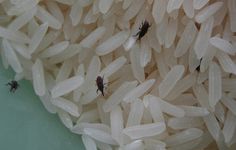 several small bugs are on top of rice