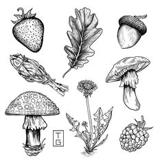 an ink drawing of different types of plants and mushrooms, including strawberries, oak leaves, acorns, berries, etc