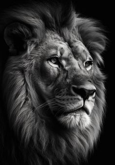 a black and white photo of a lion's face, with the eyes wide open