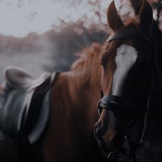 two horses standing next to each other near trees