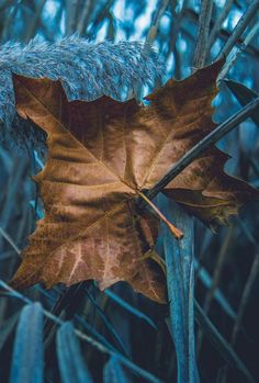 a leaf that is laying on the ground