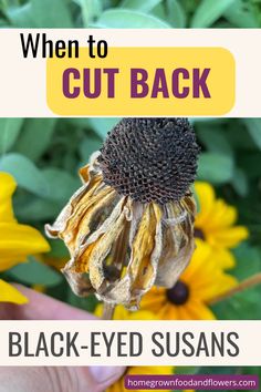 a sunflower with the words when to cut back black - eyed susans on it