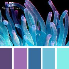 the color scheme is blue and purple, with white corals in the center on black background