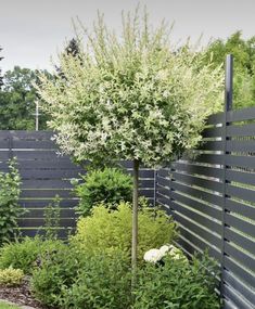 a small tree in the middle of a garden with flowers and plants around it, next to a fence