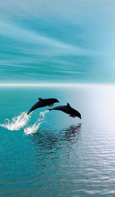 two dolphins are jumping out of the water