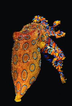 an orange and blue sea slug on a black background