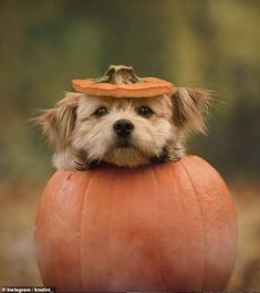 a small dog wearing a hat on top of a pumpkin