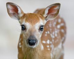 a young deer is looking at the camera