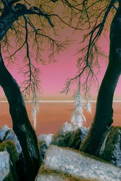 two bare trees in front of a pink sky with ice hanging from it's branches