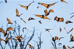 a flock of bats flying in the sky