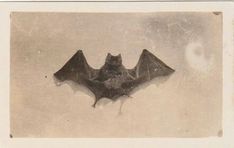 an old black and white photo of a bat flying in the sky with its wings spread