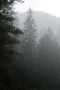 two cows are standing in the rain near some tall pine trees on a foggy day