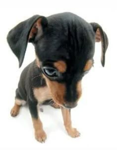 a small black and brown dog sitting on top of a white floor