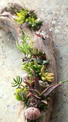 a piece of driftwood with plants growing out of it