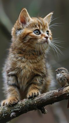 a small kitten sitting on top of a tree branch next to a bird