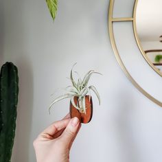 a person holding a small air plant in their hand next to a mirror on the wall