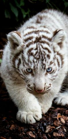 a white tiger cub with blue eyes standing on the ground