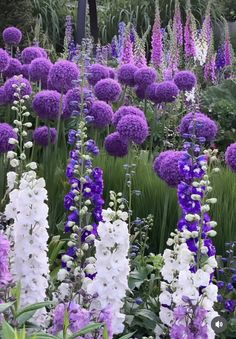 many purple and white flowers in a garden