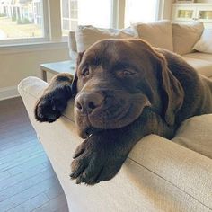 a large brown dog laying on top of a couch