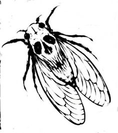 a black and white drawing of a fly